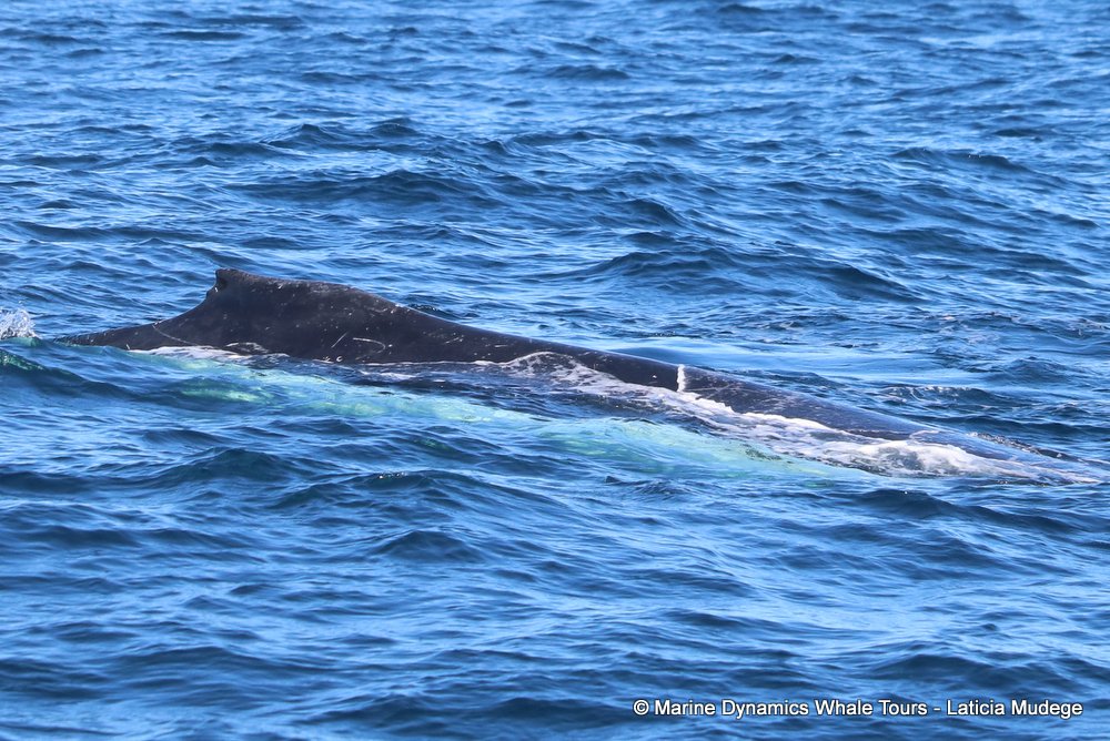 humpback whale, whale watching, gansbaai, south africa