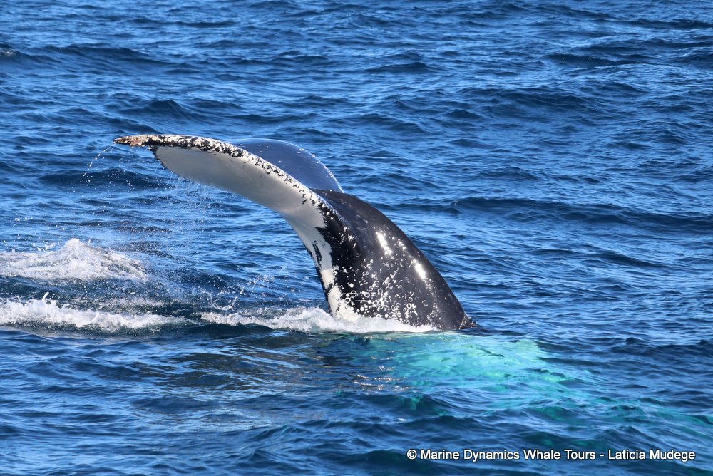 humpback whale, whale watching, gansbaai, south africa