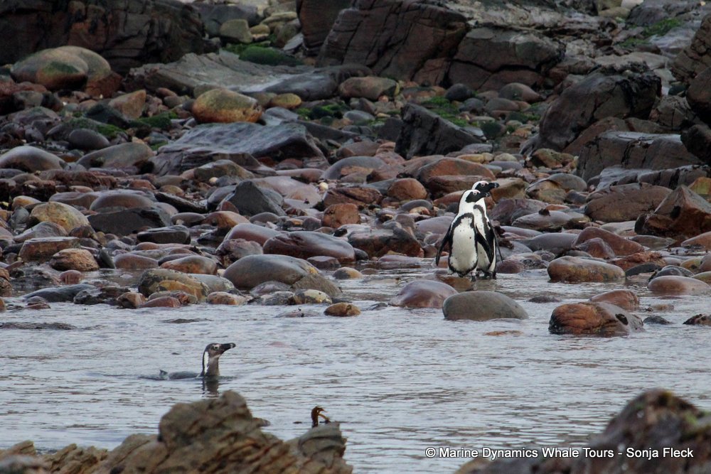 african penguin, whale watching, gansbaai, south africa