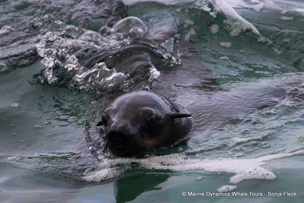 cape fur seal, whale watching, gansbaai, south africa