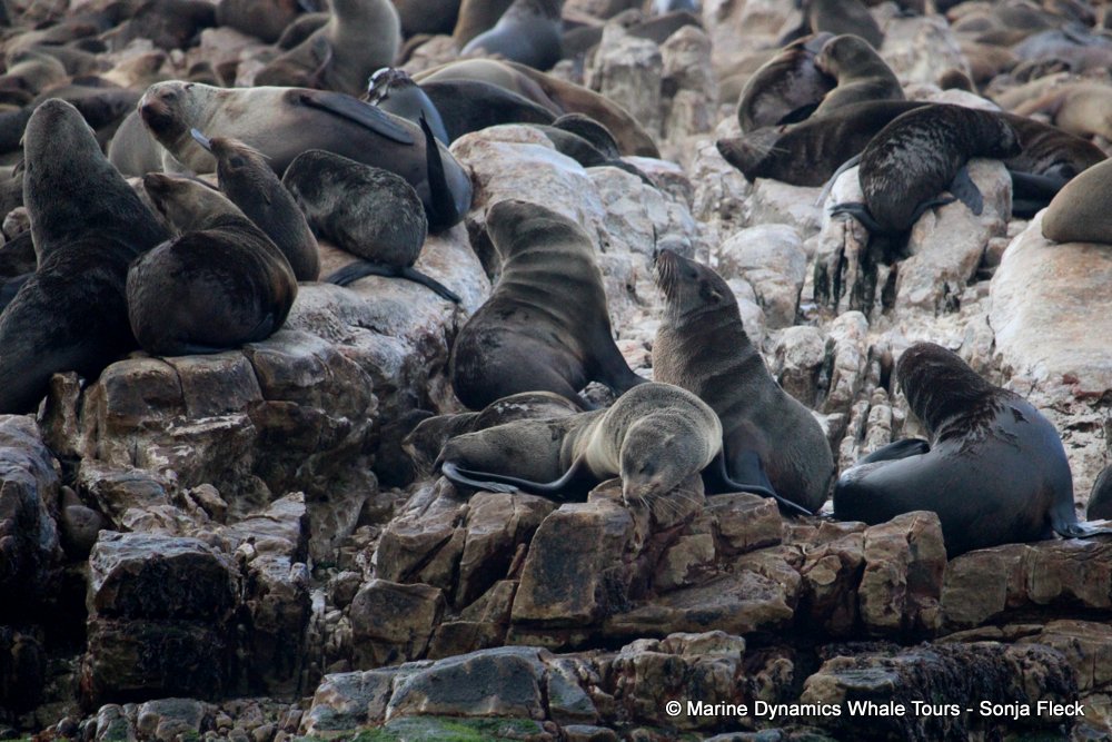 cape fur seal, whale watching, gansbaai, south africa