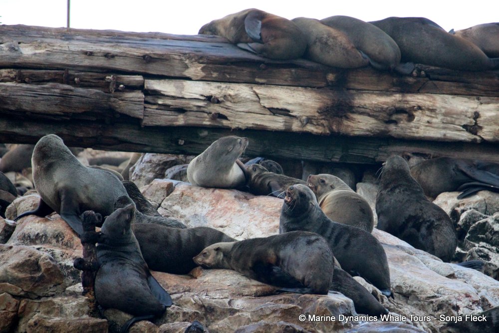 cape fur seal, whale watching, gansbaai, south africa
