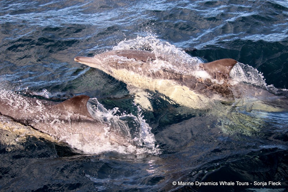 common dolphin, whale watching, gansbaai, south africa