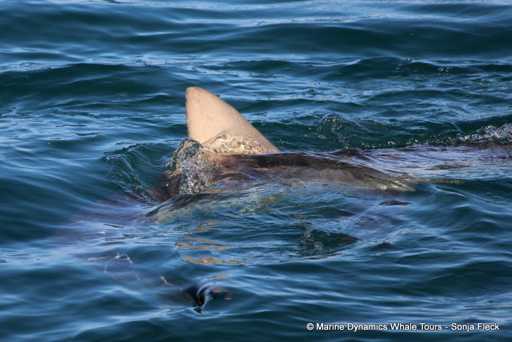 bronze whaler shark, whale watching, gansbaai, south africa,