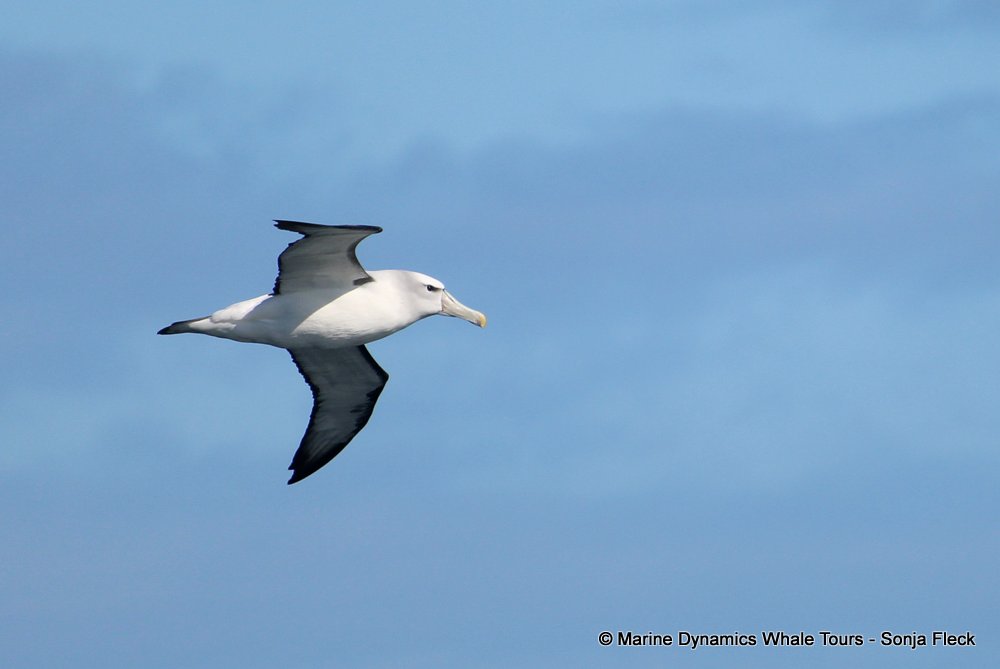 whale watching, gansbaai, south africa, Shy Albatross