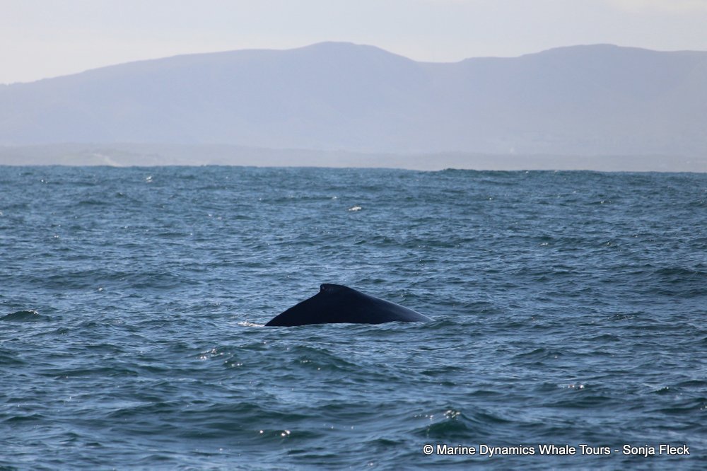 humpback whale, whale watching, gansbaai, south africa