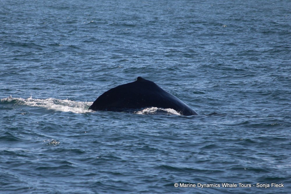 humpback whale, whale watching, gansbaai, south africa