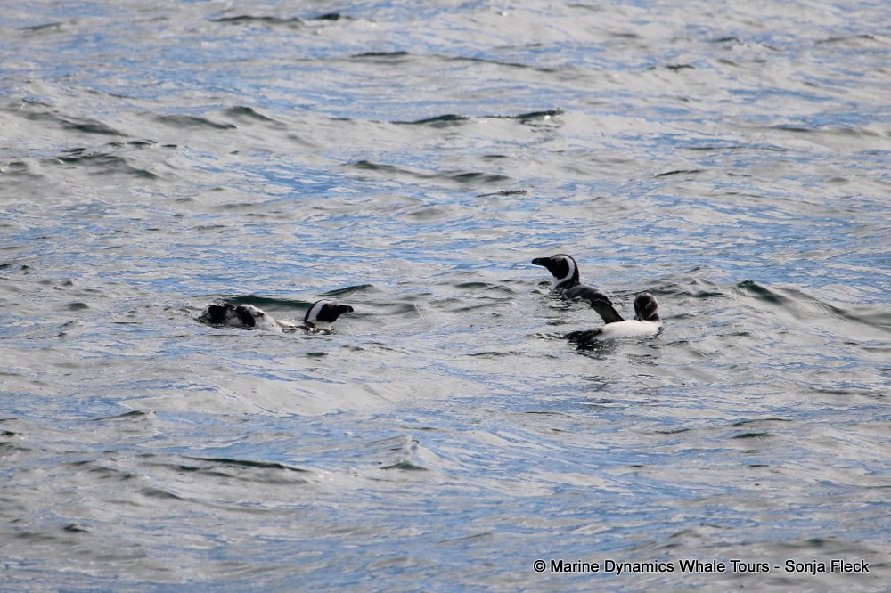 african penguin, whale watching, gansbaai, south africa