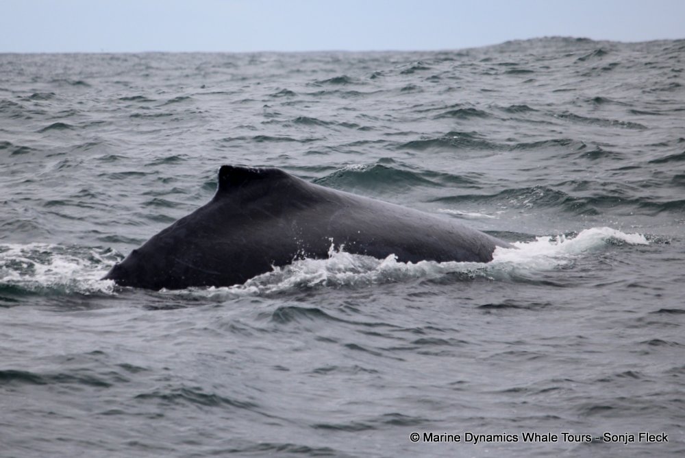 humpback whale, whale watching, gansbaai, south africa