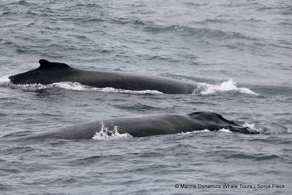 humpback whale, whale watching, gansbaai, south africa