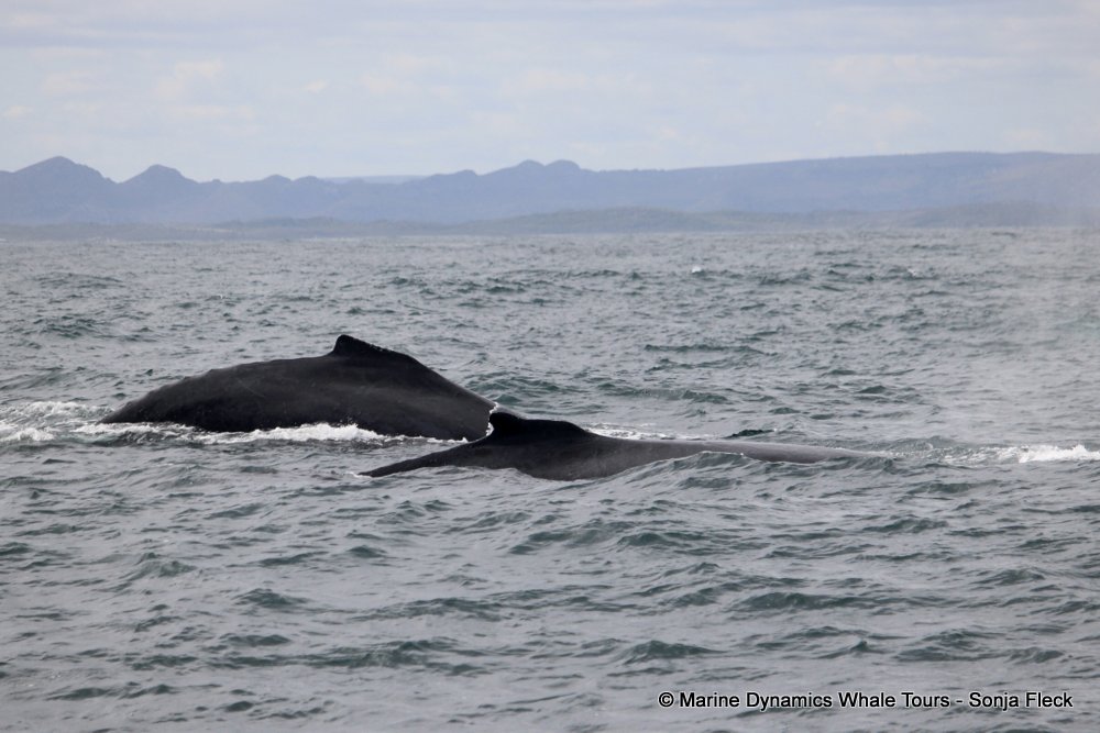 humpback whale, whale watching, gansbaai, south africa