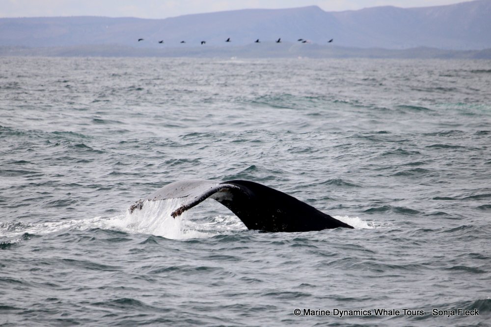 humpback whale, whale watching, gansbaai, south africa