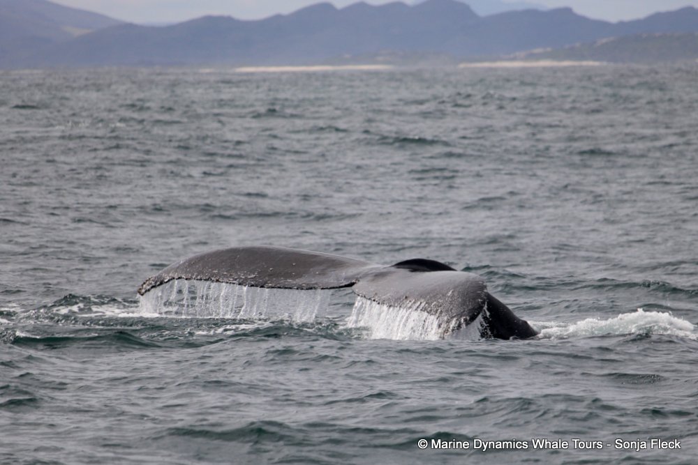 humpback whale, whale watching, gansbaai, south africa