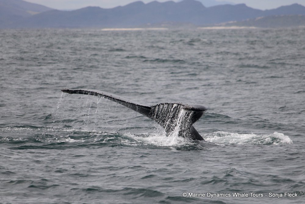 humpback whale, whale watching, gansbaai, south africa