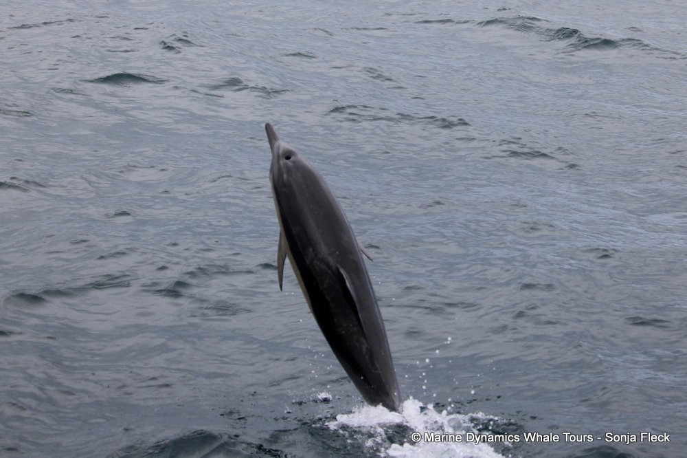 common dolphin, whale watching, gansbaai, south africa