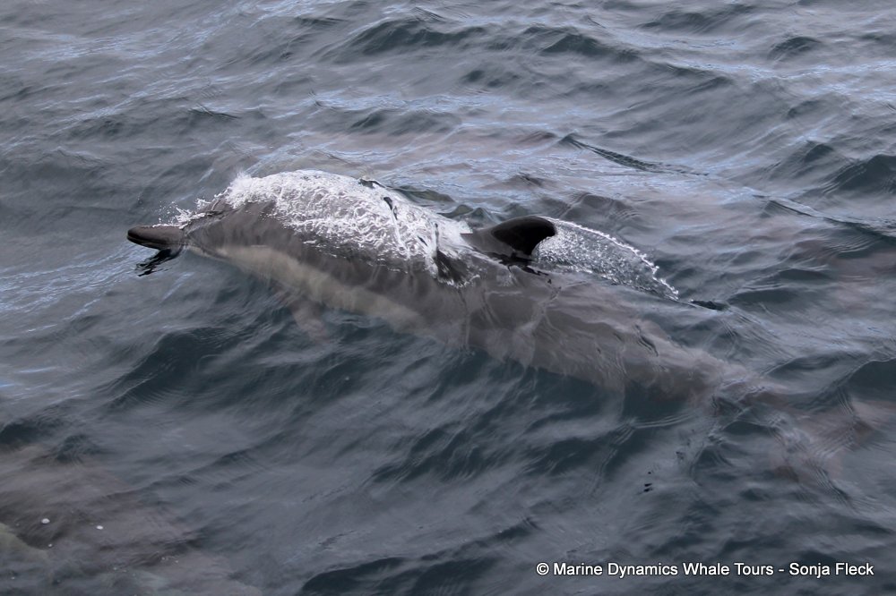 common dolphin, whale watching, gansbaai, south africa