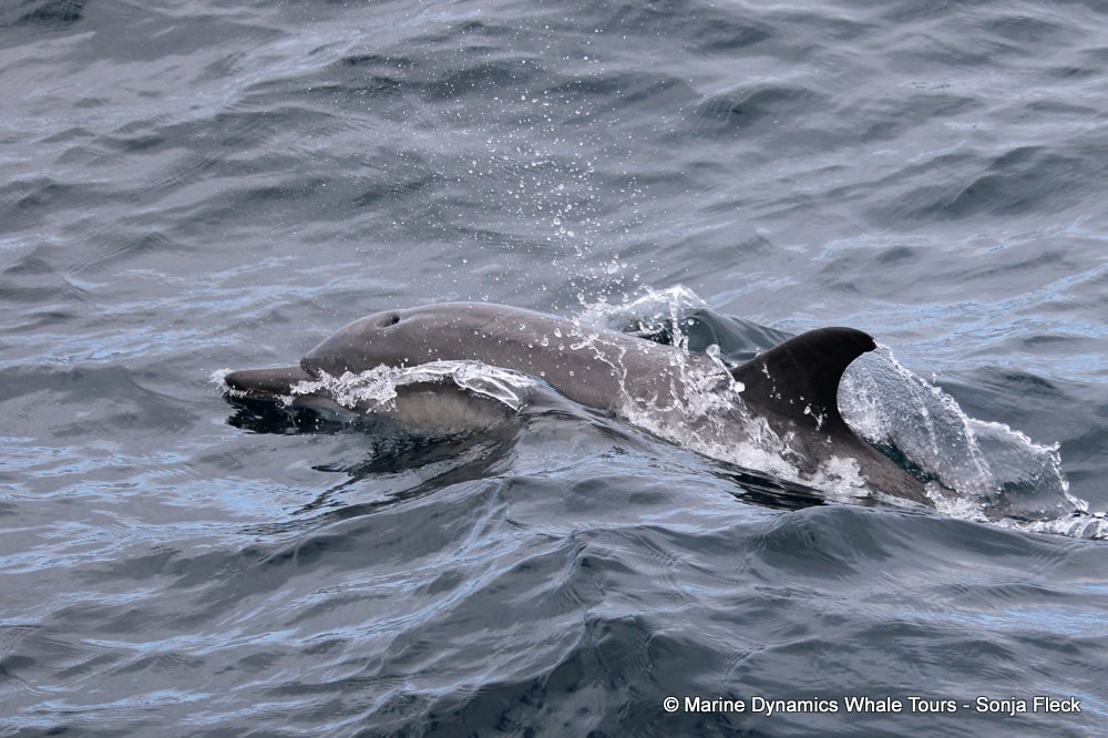 common dolphin, whale watching, gansbaai, south africa