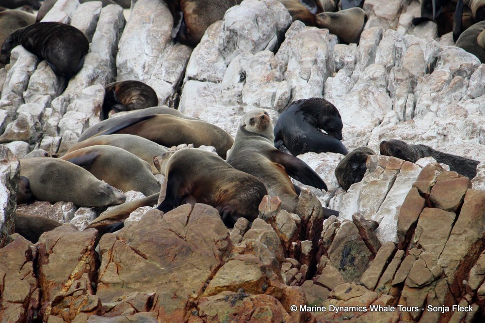 cape fur seal, whale watching, gansbaai, south africa