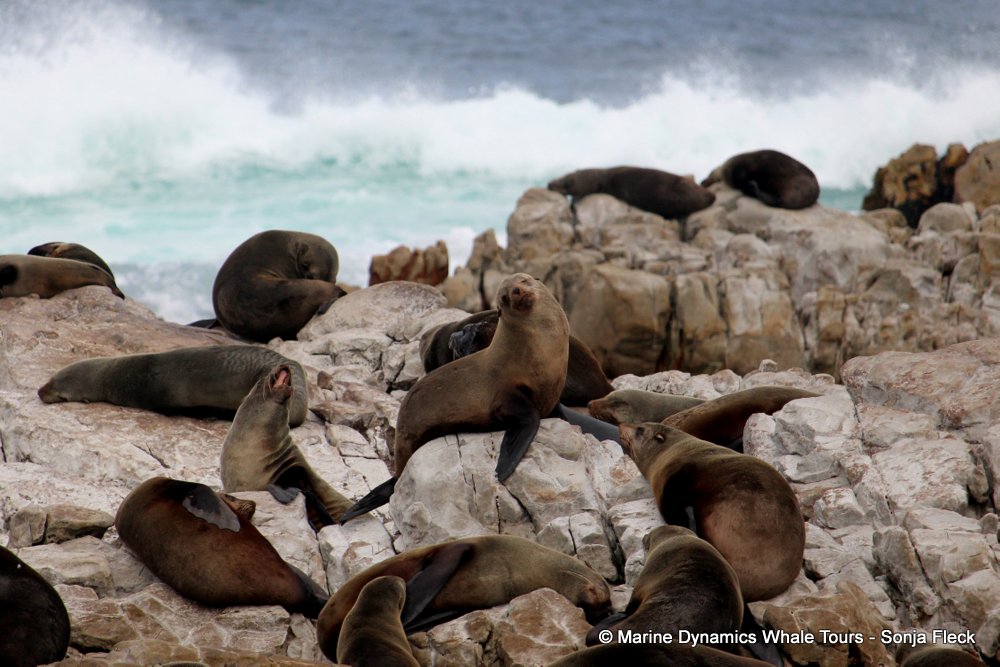 cape fur seal, whale watching, gansbaai, south africa