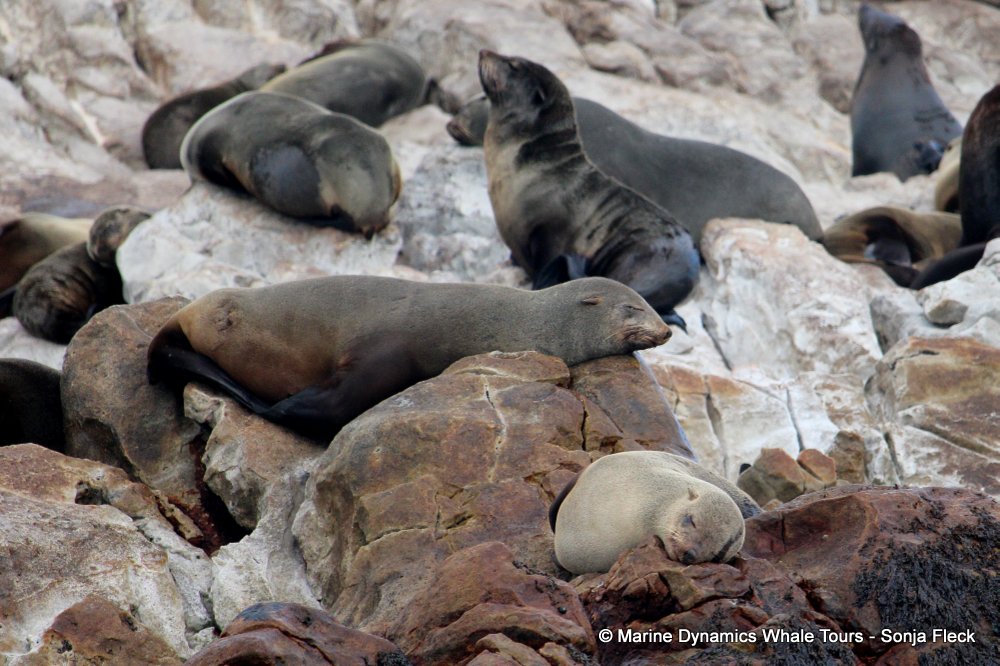 cape fur seal, whale watching, gansbaai, south africa