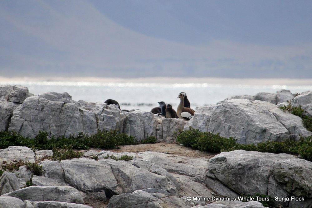 african penguin, whale watching, gansbaai, south africa