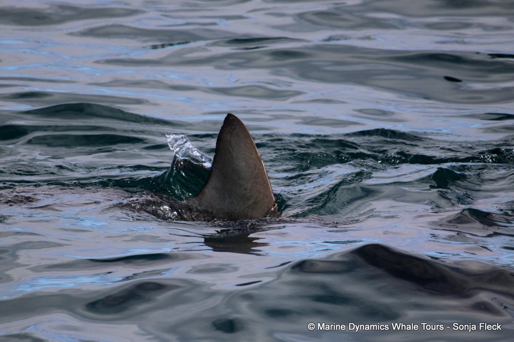 bronze whaler shark, whale watching, gansbaai, south africa,