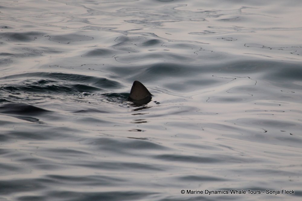 bronze whaler shark, whale watching, gansbaai, south africa,