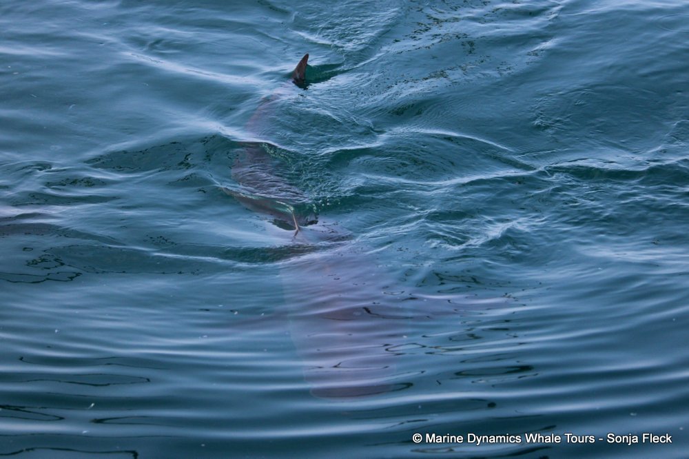 bronze whaler shark, whale watching, gansbaai, south africa,