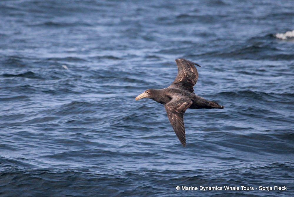 giant petrel, whale watching, gansbaai, south africa,