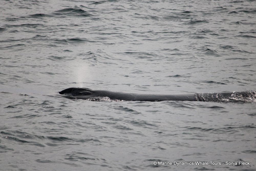 humpback whale, whale watching, gansbaai, south africa