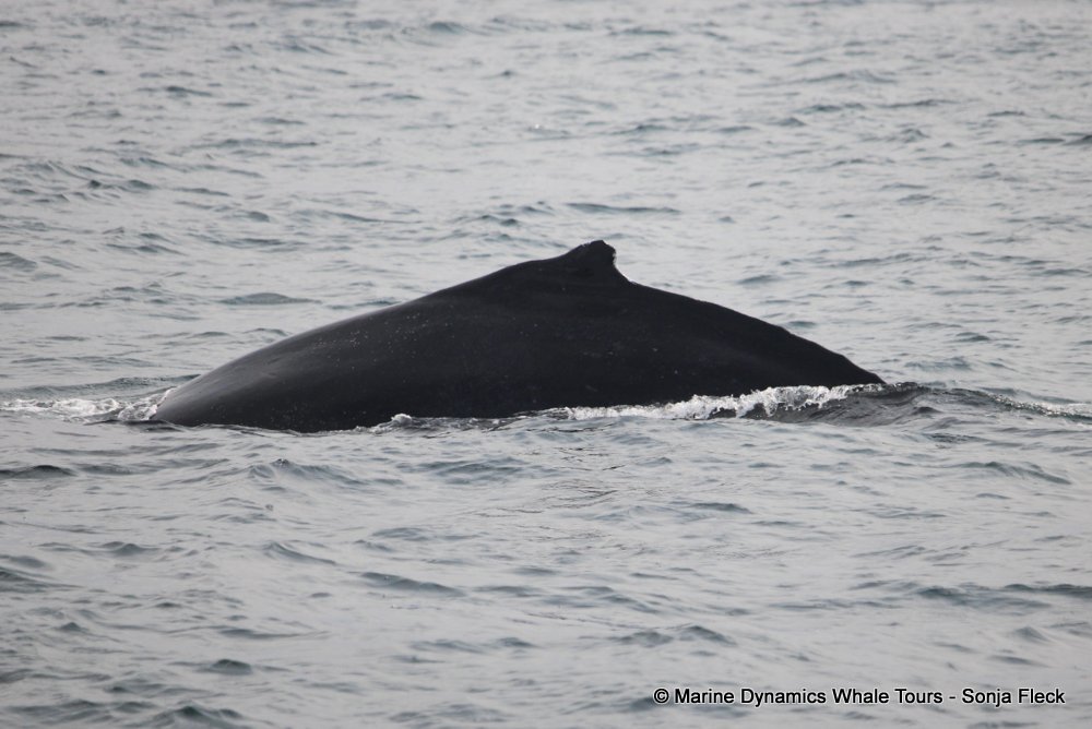 humpback whale, whale watching, gansbaai, south africa
