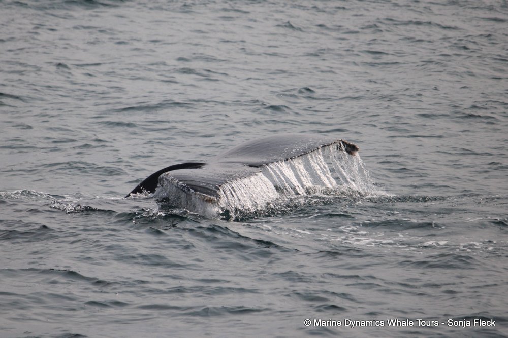 humpback whale, whale watching, gansbaai, south africa