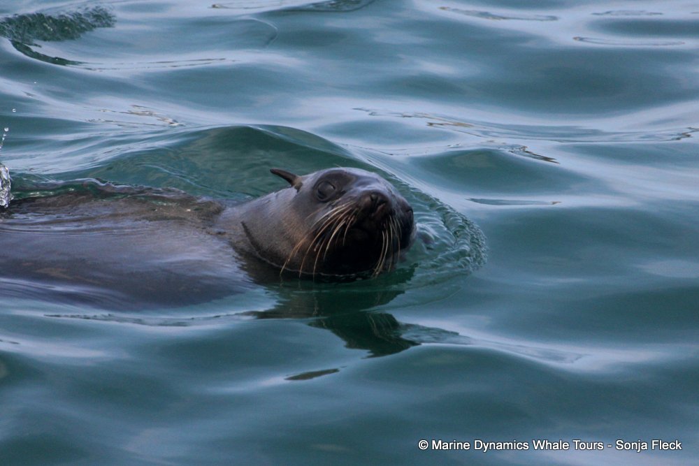 cape fur seal, whale watching, gansbaai, south africa