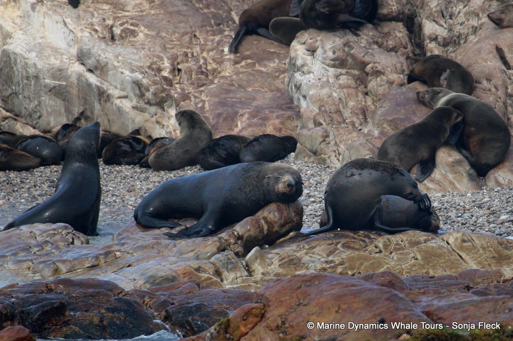 cape fur seal, whale watching, gansbaai, south africa