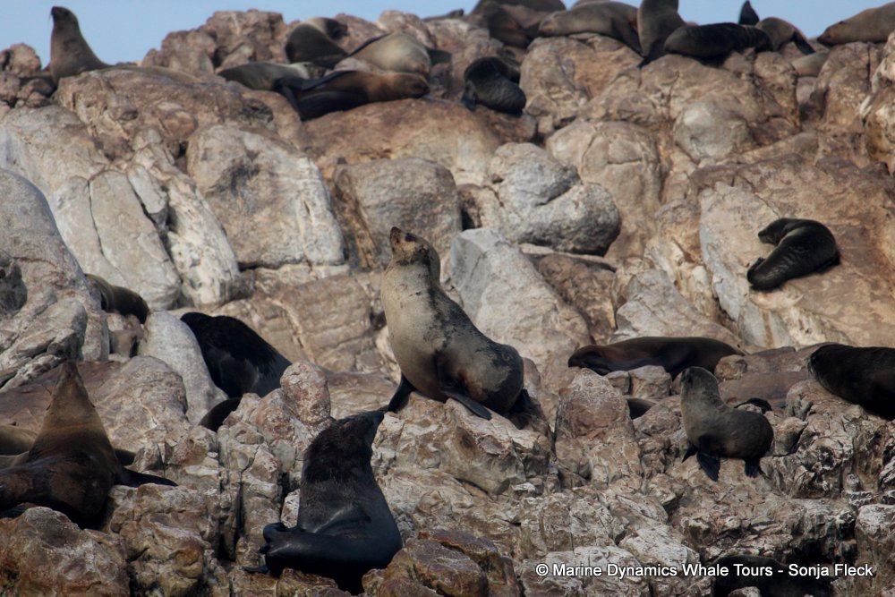 cape fur seal, whale watching, gansbaai, south africa