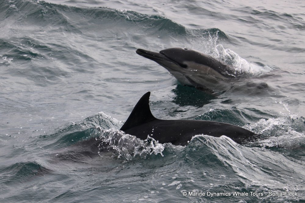 common dolphin, whale watching, gansbaai, south africa