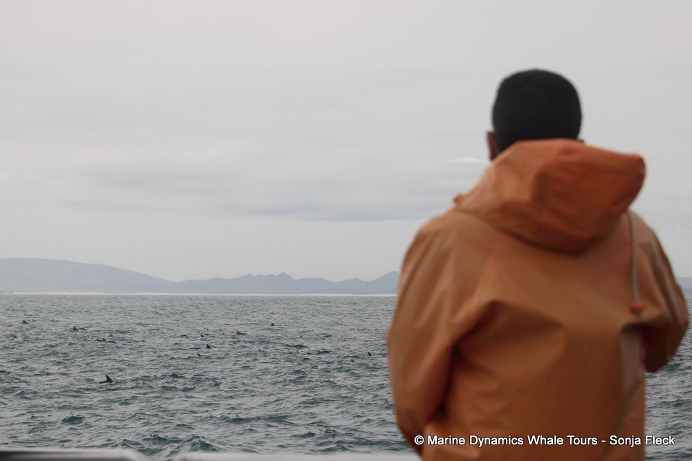 common dolphin, whale watching, gansbaai, south africa