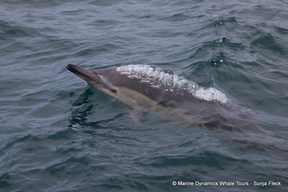 common dolphin, whale watching, gansbaai, south africa