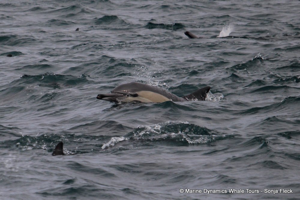 common dolphin, whale watching, gansbaai, south africa