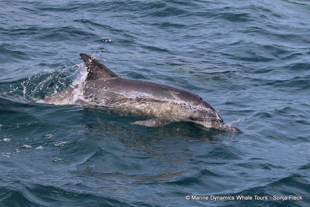 common dolphin, whale watching, gansbaai, south africa