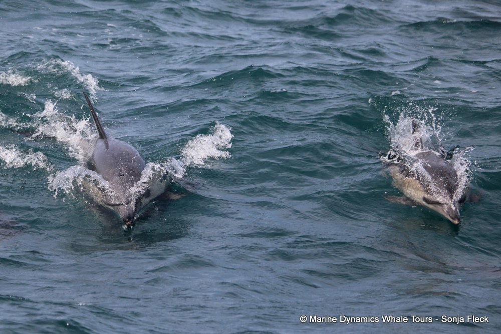 common dolphin, whale watching, gansbaai, south africa