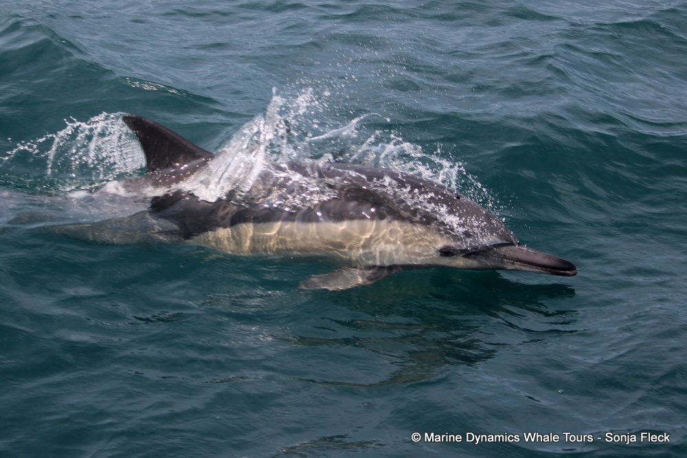 common dolphin, whale watching, gansbaai, south africa
