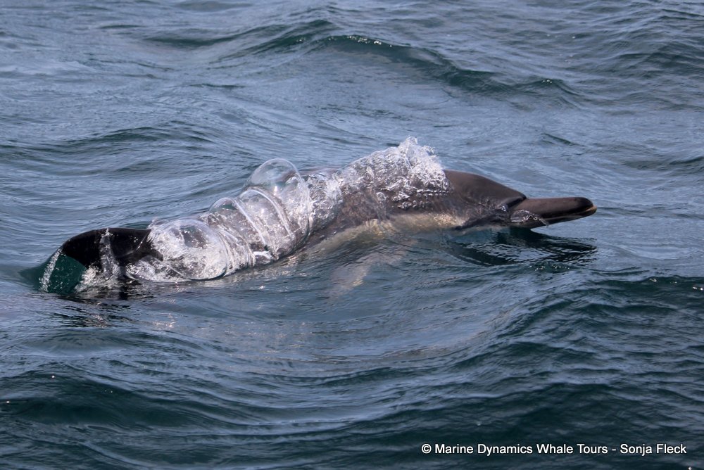 common dolphin, whale watching, gansbaai, south africa