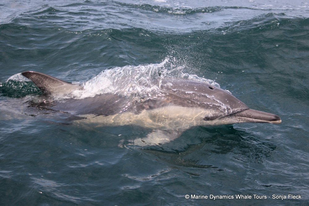 common dolphin, whale watching, gansbaai, south africa