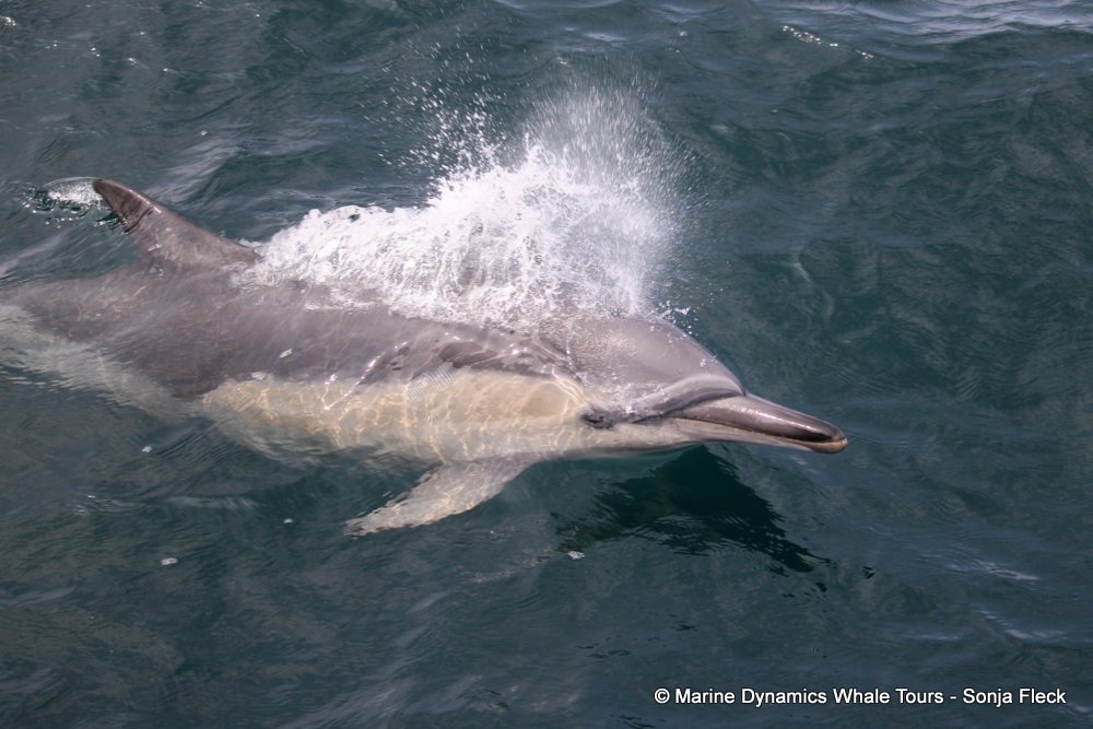 common dolphin, whale watching, gansbaai, south africa