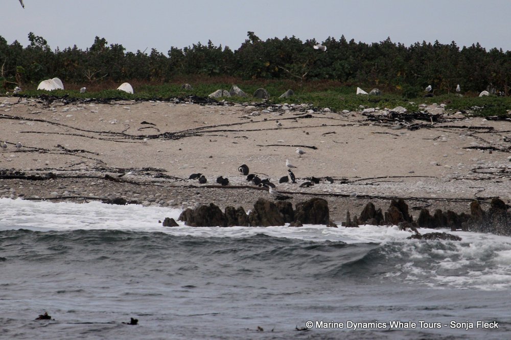 african penguin, whale watching, gansbaai, south africa