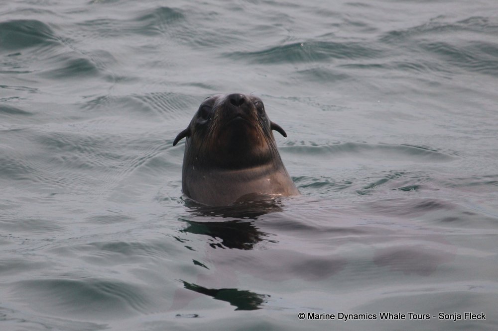cape fur seal, whale watching, gansbaai, south africa