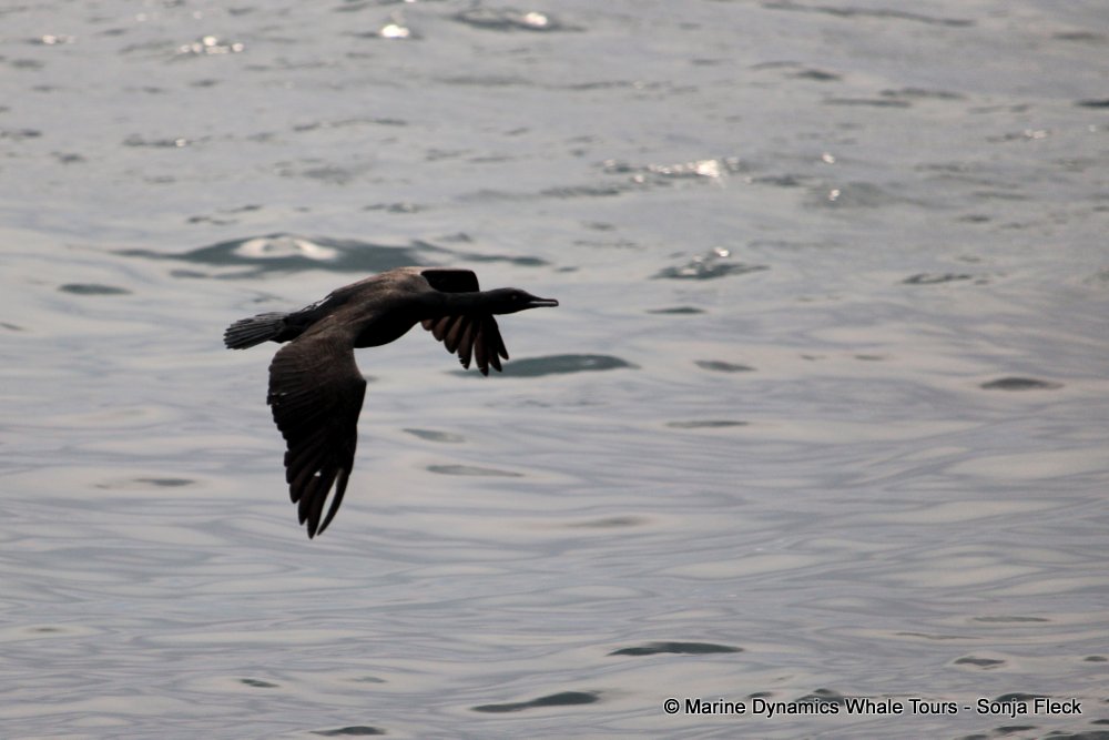 bank cormorant, whale watching, gansbaai, south africa,