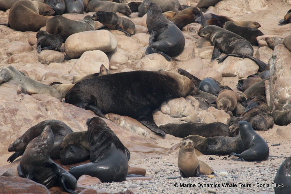 cape fur seal, whale watching, gansbaai, south africa