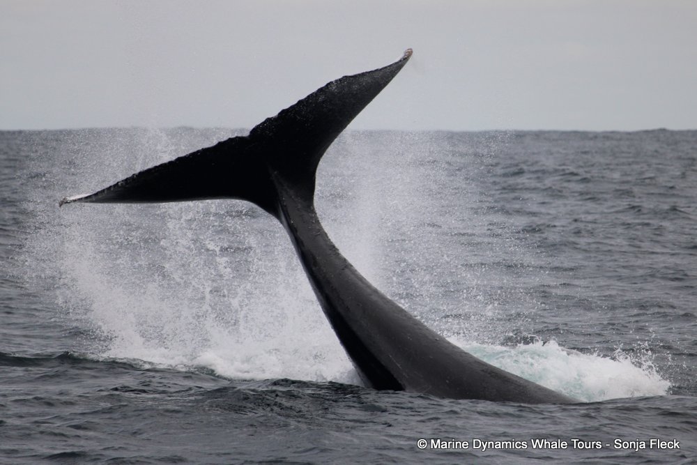 humpback whale, whale watching, gansbaai, south africa